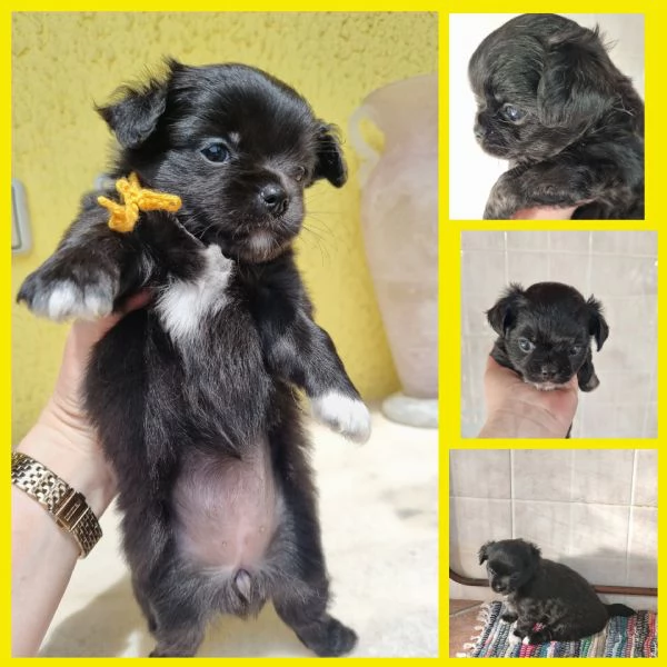 MERAVIGLIOSI CUCCIOLI DI CHIHUAHUA PEDIGREE ENCI | Foto 3