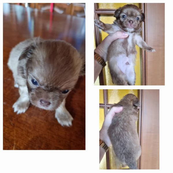 MERAVIGLIOSI CUCCIOLI DI CHIHUAHUA PEDIGREE ENCI | Foto 2