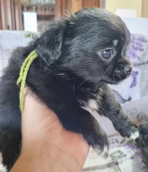MERAVIGLIOSI CUCCIOLI DI CHIHUAHUA PEDIGREE ENCI | Foto 6