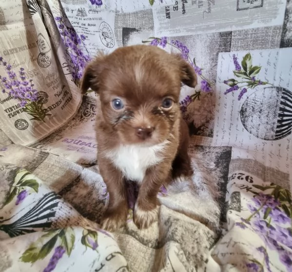 MERAVIGLIOSI CUCCIOLI DI CHIHUAHUA PEDIGREE ENCI | Foto 5