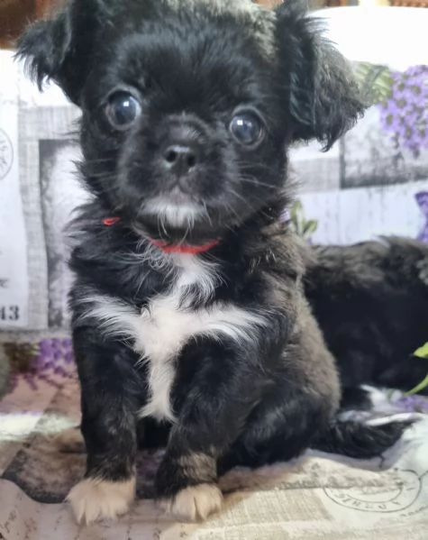 MERAVIGLIOSI CUCCIOLI DI CHIHUAHUA PEDIGREE ENCI | Foto 4