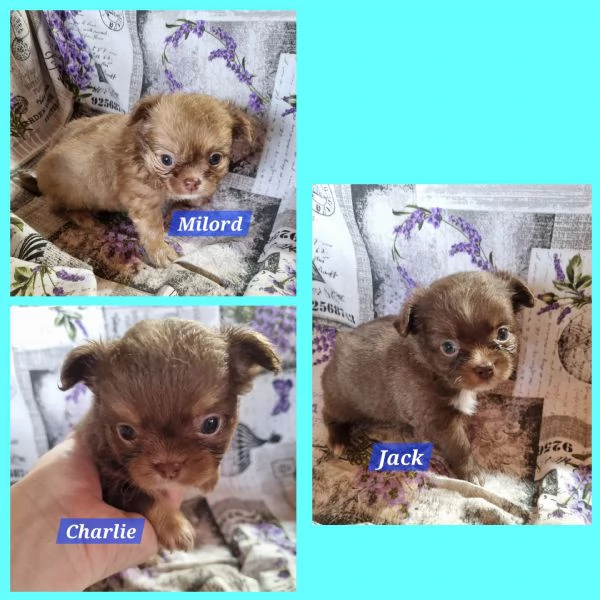 MERAVIGLIOSI CUCCIOLI DI CHIHUAHUA PEDIGREE ENCI
