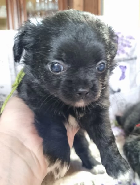 MERAVIGLIOSI CUCCIOLI DI CHIHUAHUA PEDIGREE ENCI | Foto 3