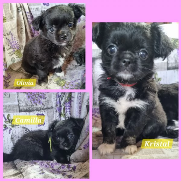 MERAVIGLIOSI CUCCIOLI DI CHIHUAHUA PEDIGREE ENCI | Foto 2