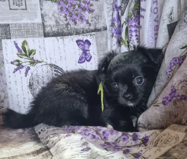 MERAVIGLIOSI CUCCIOLI DI CHIHUAHUA PEDIGREE ENCI | Foto 1