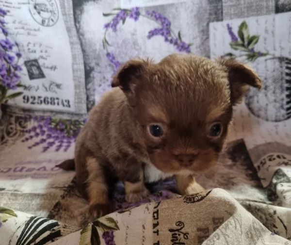 MERAVIGLIOSI CUCCIOLI DI CHIHUAHUA PEDIGREE ENCI | Foto 0