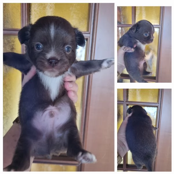 MERAVIGLIOSI CUCCIOLI DI CHIHUAHUA PEDIGREE ENCI | Foto 1
