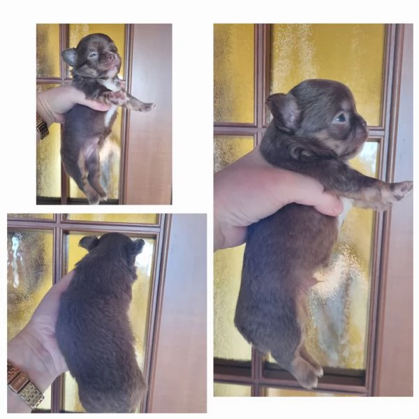 MERAVIGLIOSI CUCCIOLI DI CHIHUAHUA PEDIGREE ENCI | Foto 0