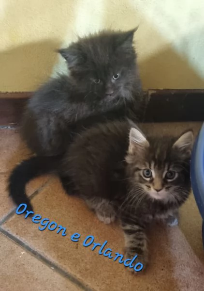 SPLENDIDI CUCCIOLI MAINE COON affisso ANFI | Foto 6