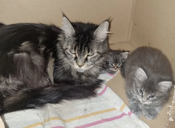 SPLENDIDI CUCCIOLI MAINE COON affisso ANFI | Foto 5