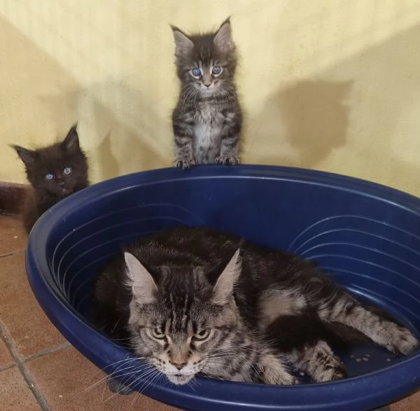 SPLENDIDI CUCCIOLI MAINE COON affisso ANFI | Foto 4