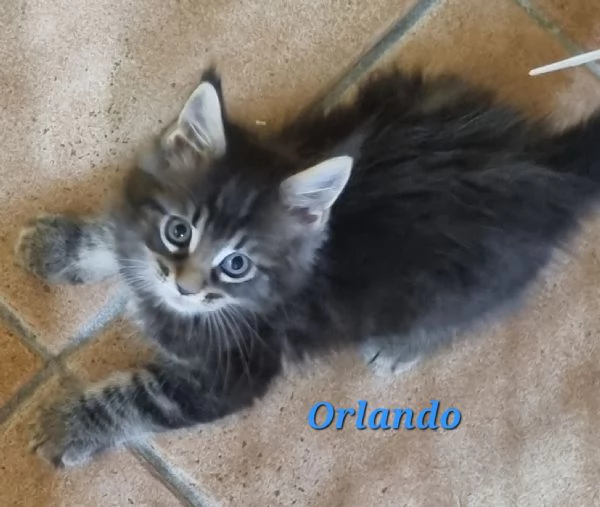 SPLENDIDI CUCCIOLI MAINE COON affisso ANFI | Foto 3