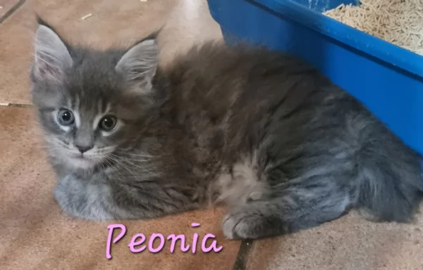 SPLENDIDI CUCCIOLI MAINE COON affisso ANFI | Foto 2
