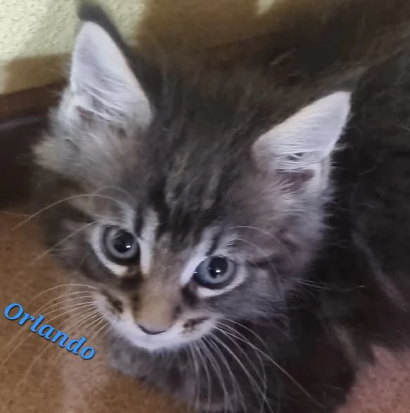 SPLENDIDI CUCCIOLI MAINE COON affisso ANFI | Foto 1