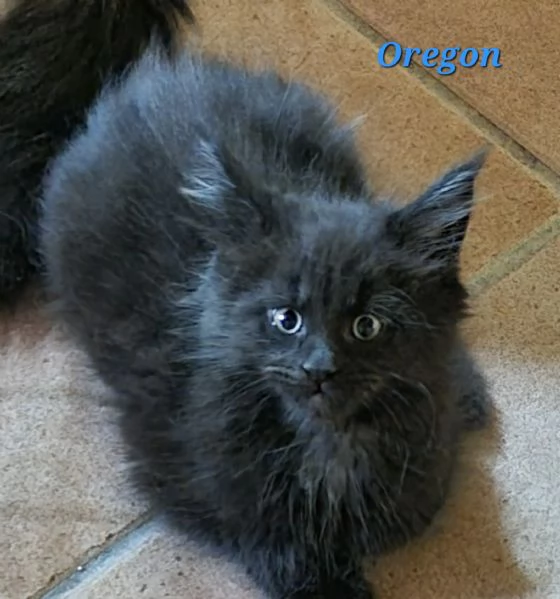 SPLENDIDI CUCCIOLI MAINE COON affisso ANFI | Foto 0