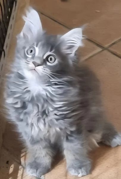 SPLENDIDI CUCCIOLI MAINE COON affisso ANFI