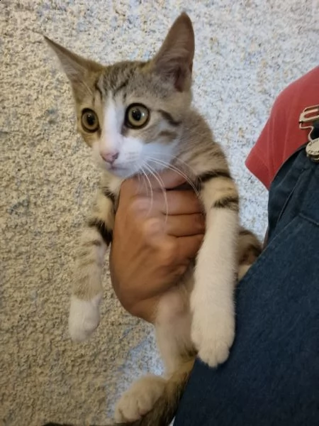 regalo gattini 
