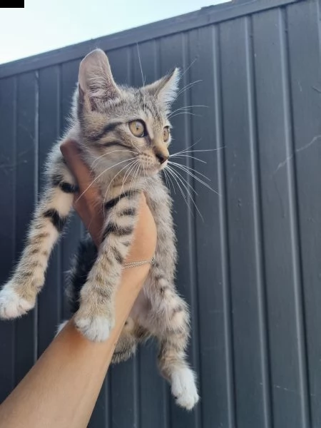 regalo gattini  | Foto 1