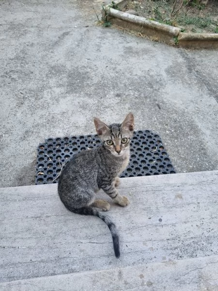 regalo gattini  | Foto 0