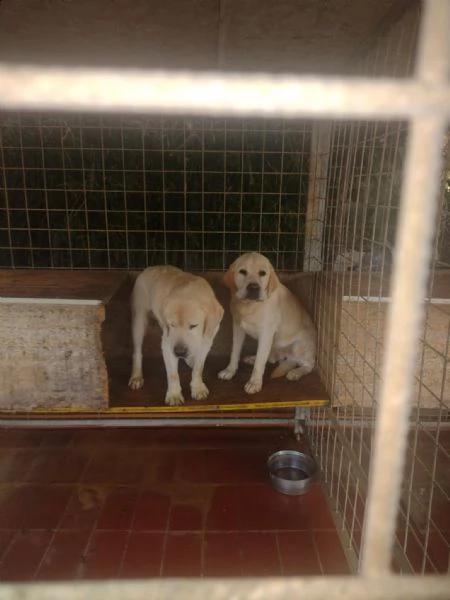 labrador in regalo
