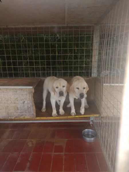 labrador in regalo | Foto 0