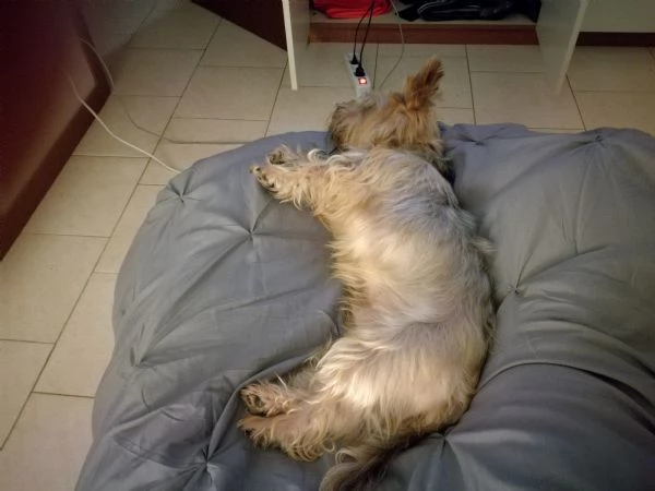 regalo cucciolo  | Foto 1