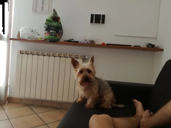 regalo cucciolo  | Foto 0