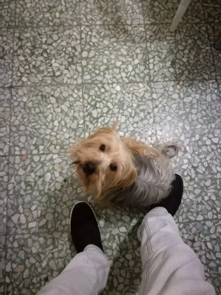 regalo cucciolo 