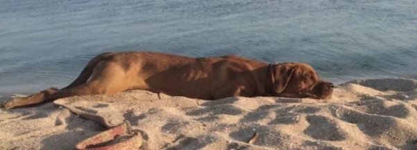 Zeus cane dolce e vivace  | Foto 1