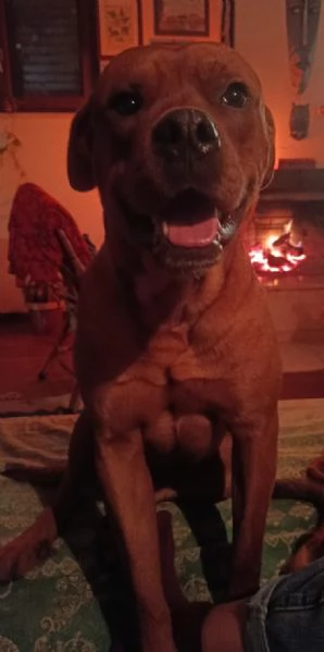 Zeus cane dolce e vivace  | Foto 0