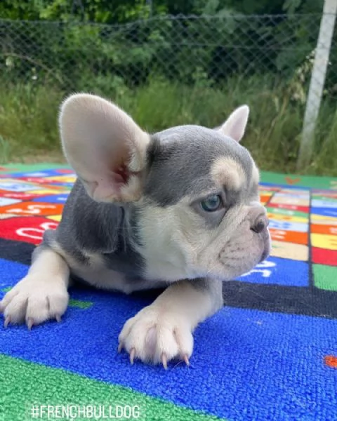 cuccioli di bulldog francese per ladozione