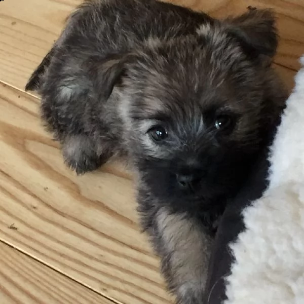 disponibili cuccioli cairn terrier | Foto 2