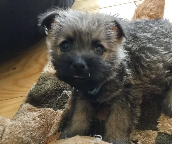 disponibili cuccioli cairn terrier | Foto 1