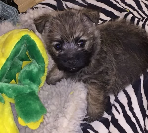 disponibili cuccioli cairn terrier