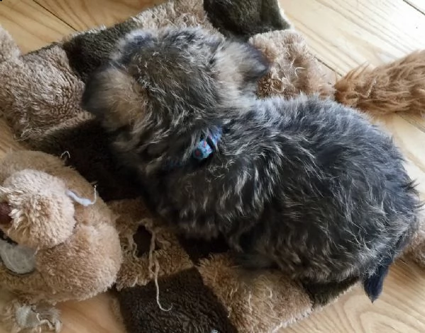 disponibili cuccioli cairn terrier | Foto 0