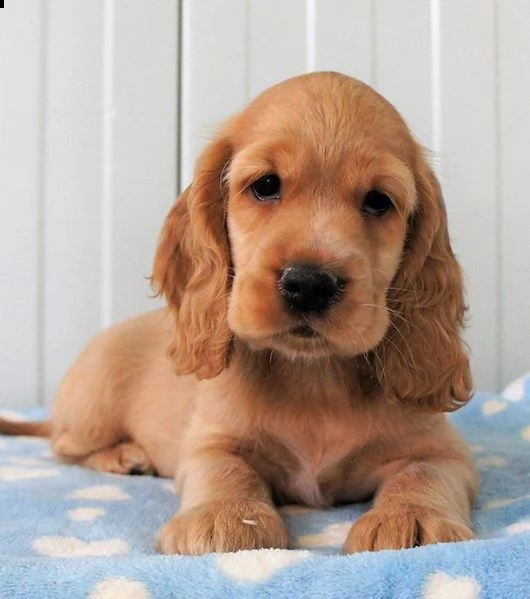    regalo cuccioli coker spaniel