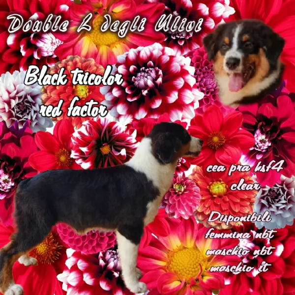 australian shepherd 