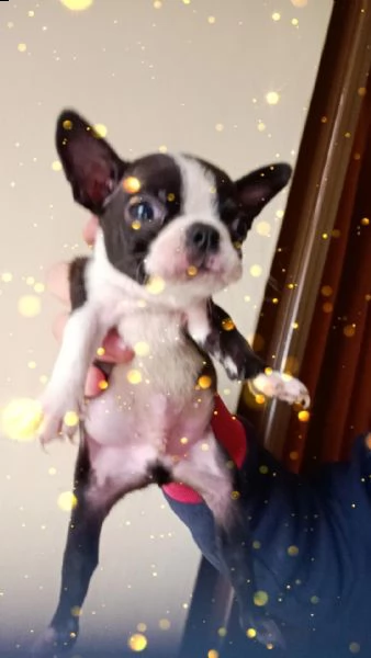 boston terrier  | Foto 3