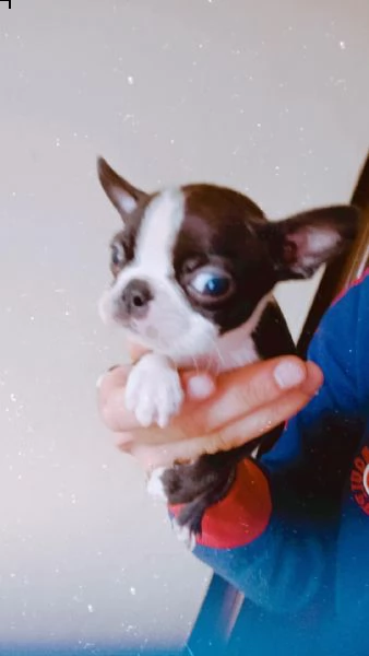 boston terrier  | Foto 2