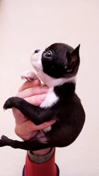 boston terrier  | Foto 1