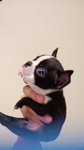 boston terrier  | Foto 0