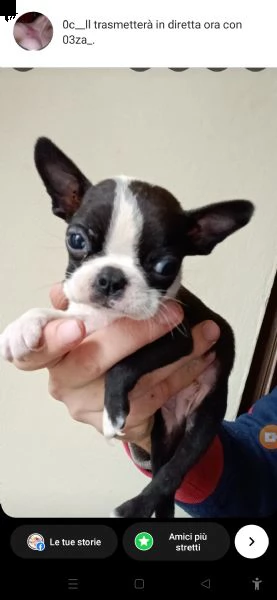 boston terrier 