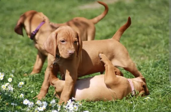 bracco ungherese vizsla 