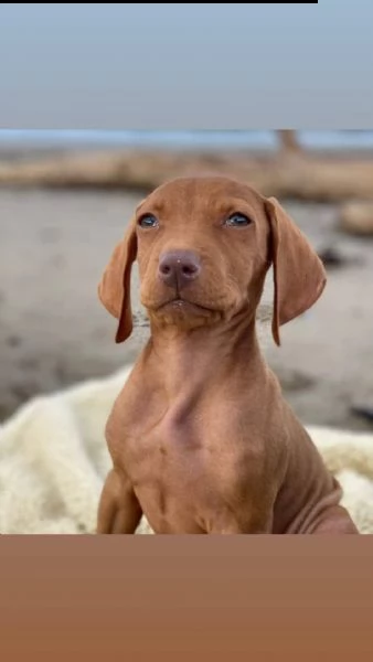 bracco ungherese vizsla  | Foto 0