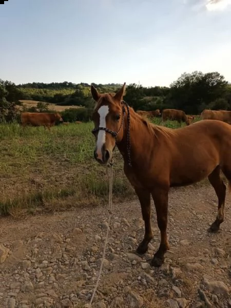 puledro maschio di 1 anno | Foto 0