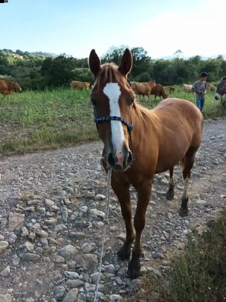 puledro maschio di 1 anno