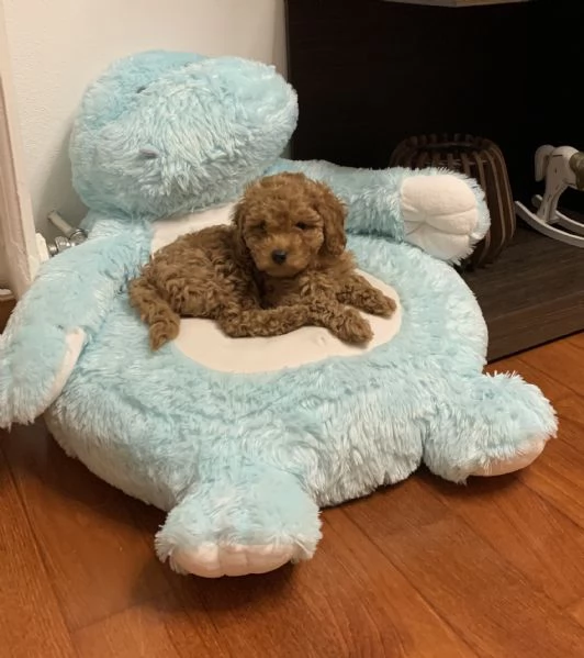 Barboncino nano  | Foto 4