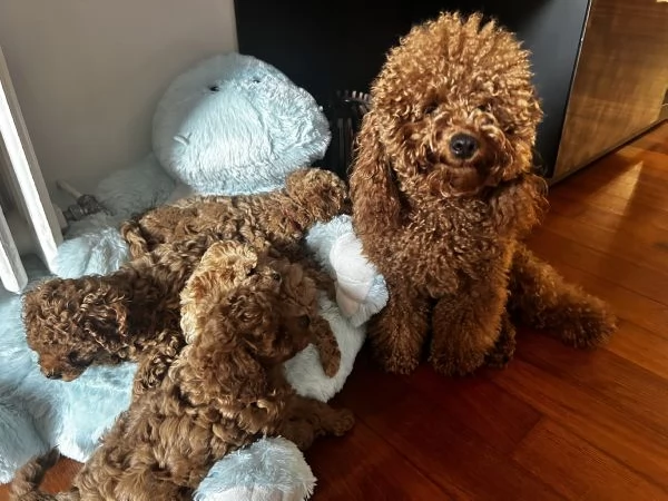 Barboncino nano  | Foto 0