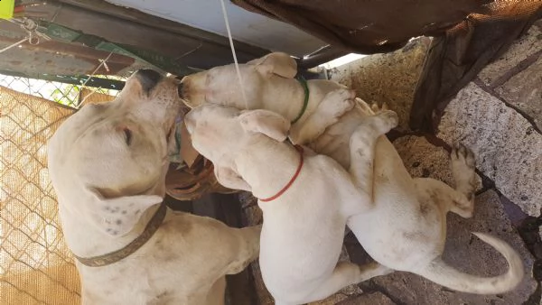cuccioli dogo argentino | Foto 3