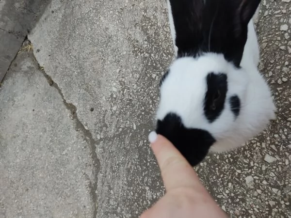 coniglio gigante pezzato papillon | Foto 0